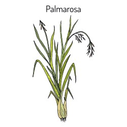 ΑΙΘΕΡΙΟ ΕΛΑΙΟ ΠΑΛΜΑΡΟΖΑ 3ml ΦΥΣΙΚΟ (palmarosa oil nat) 