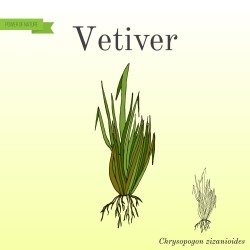 ΑΙΘΕΡΙΟ ΕΛΑΙΟ ΒΕΤΙΒΕΡΙΑ ΦΥΣΙΚΟ 3ml (vetiver oil)