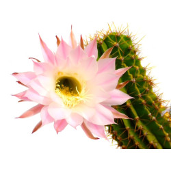 ΕΣΣΑΝΣ PINK CACTUS (ΡΟΖ ΚΑΚΤΟΣ)